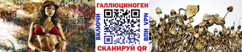 Псилоцибиновые грибы Psilocybe Купить Жуков